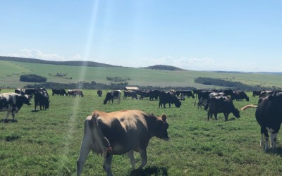 Mais produtividade por vaca, mais eficiência na captação